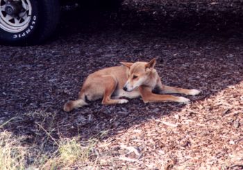 Killer savage dingo